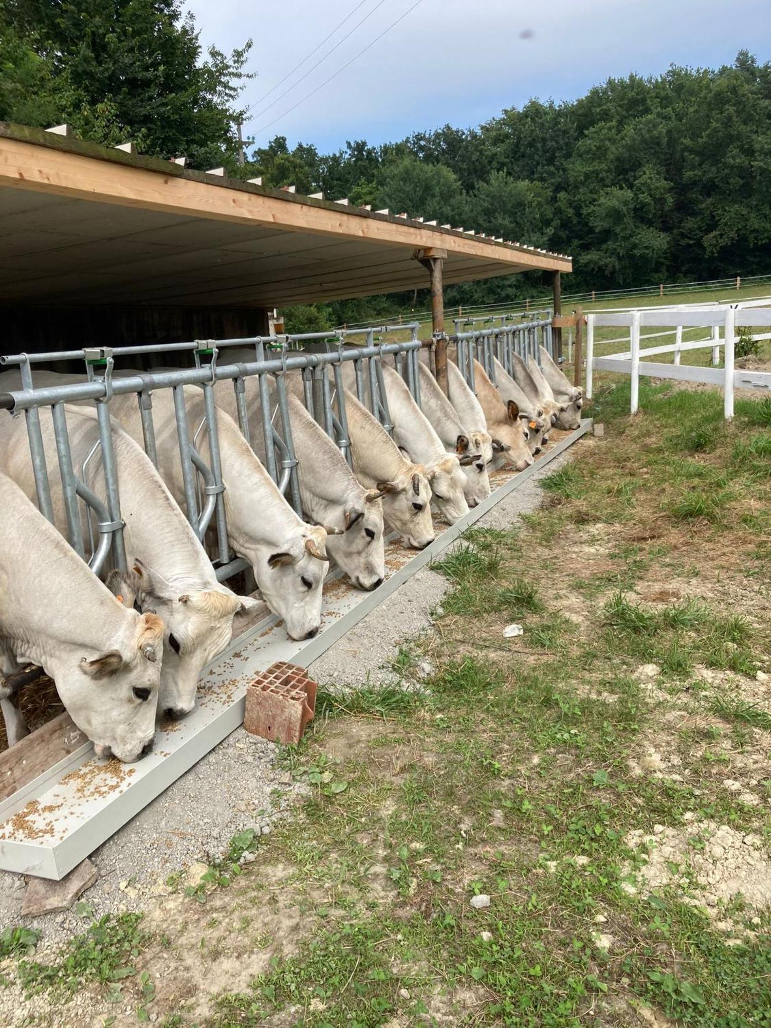 Agriturismo La Fornace Centro Ippico Como Exterior foto